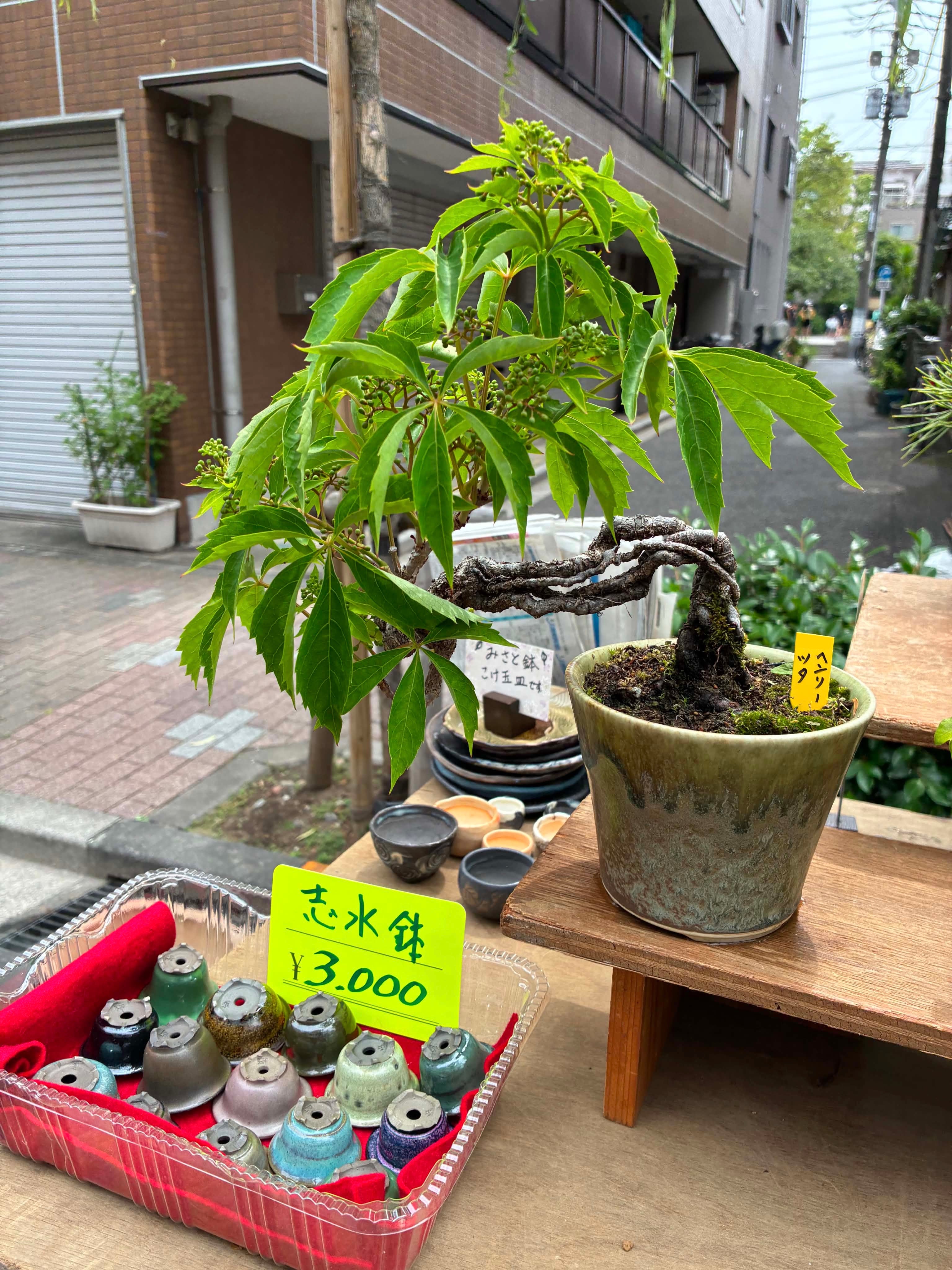 Parthenocissus henryana