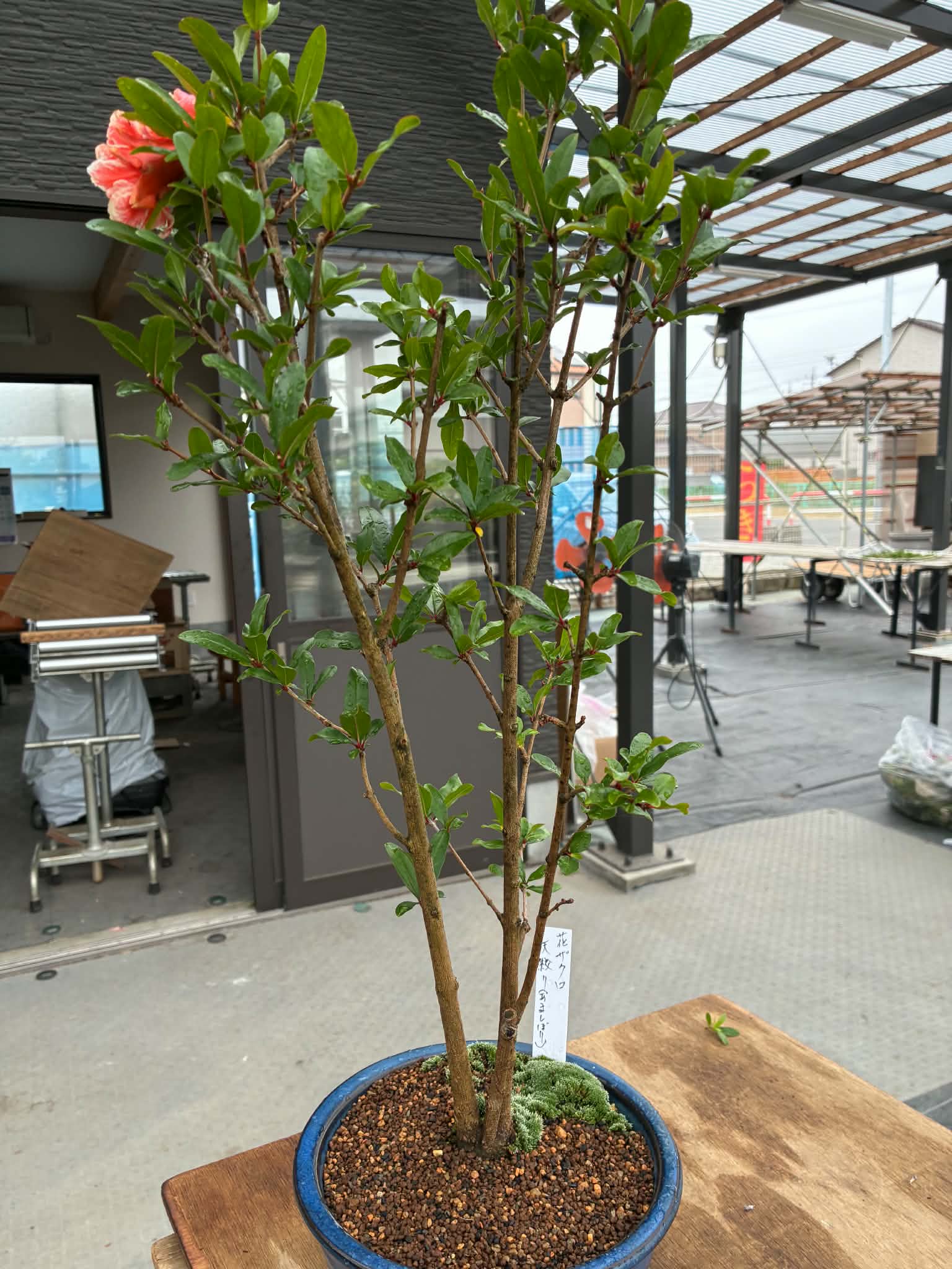 Punica (cultivar inhabituel)