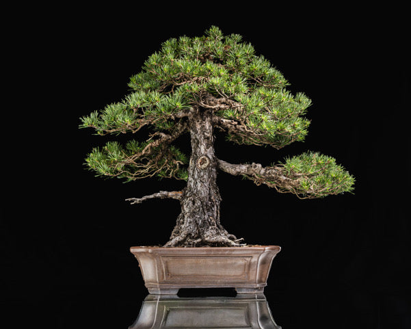 Pinus sylvestris