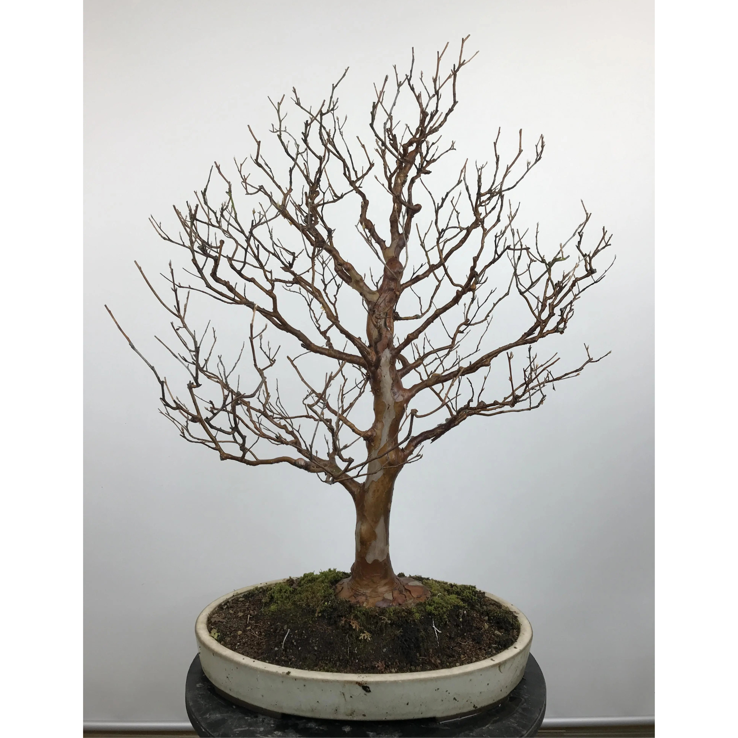 Stewartia monadelpha