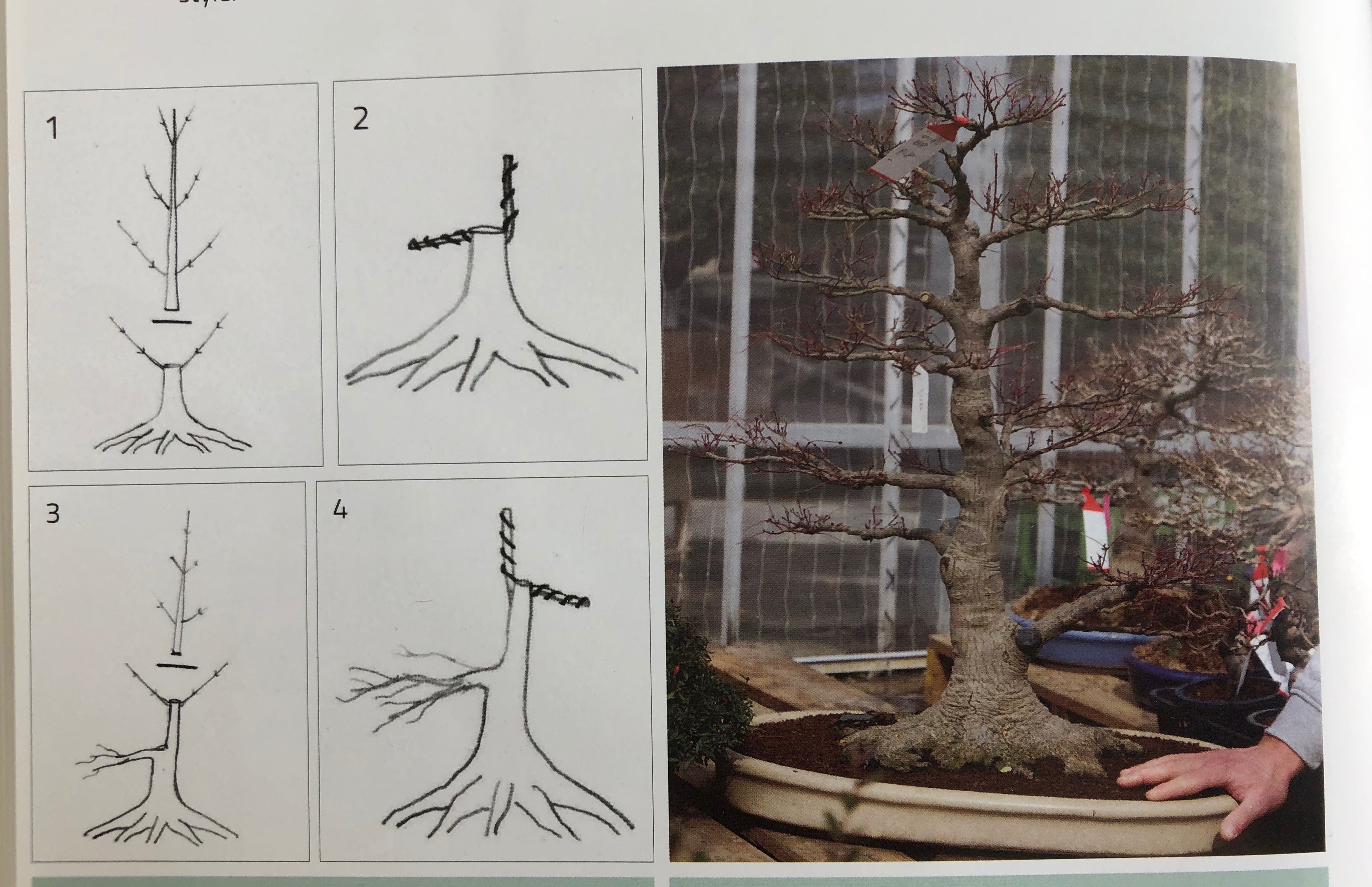 Acer palmatum 'Nagaragawa'