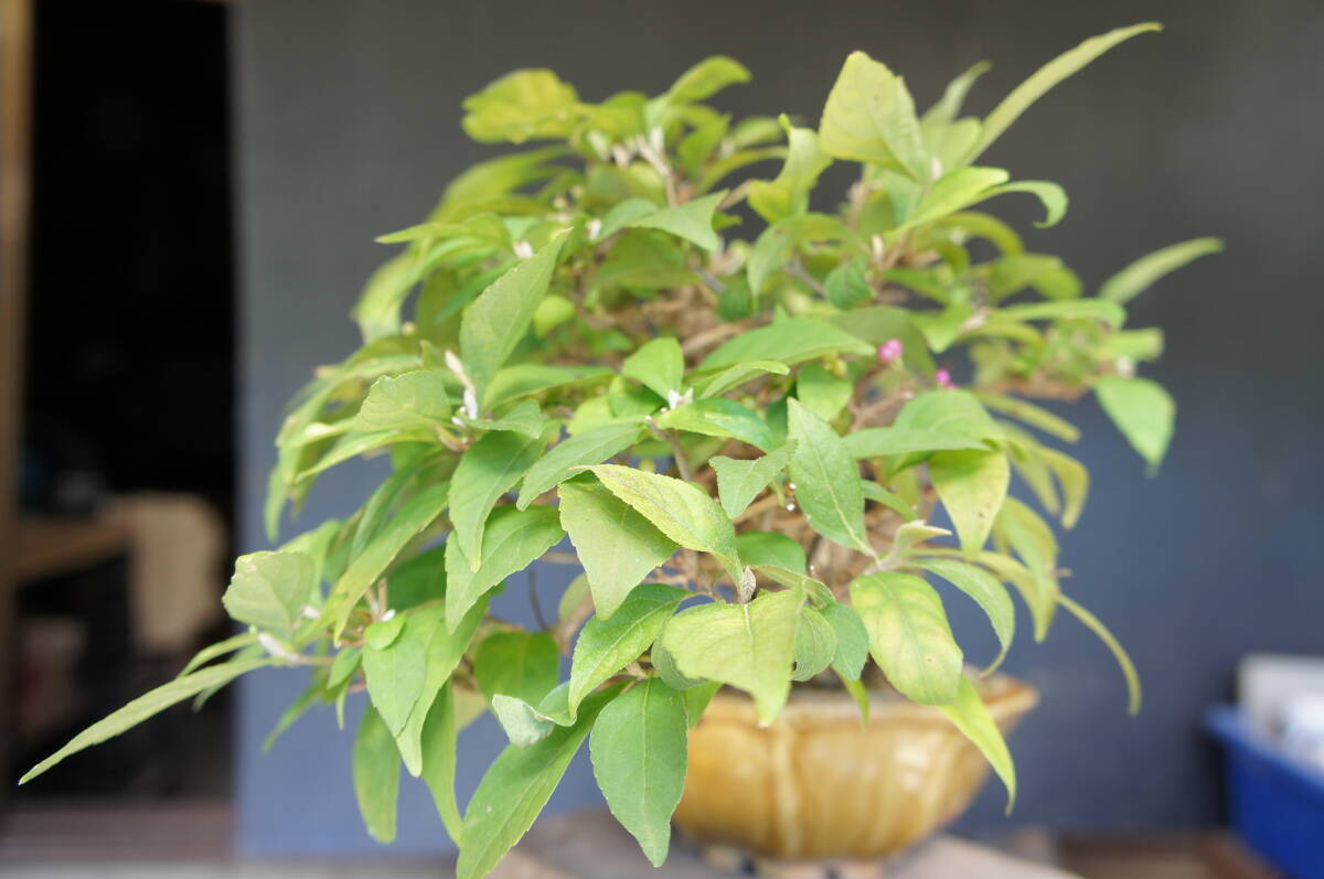 Callicarpa japonica