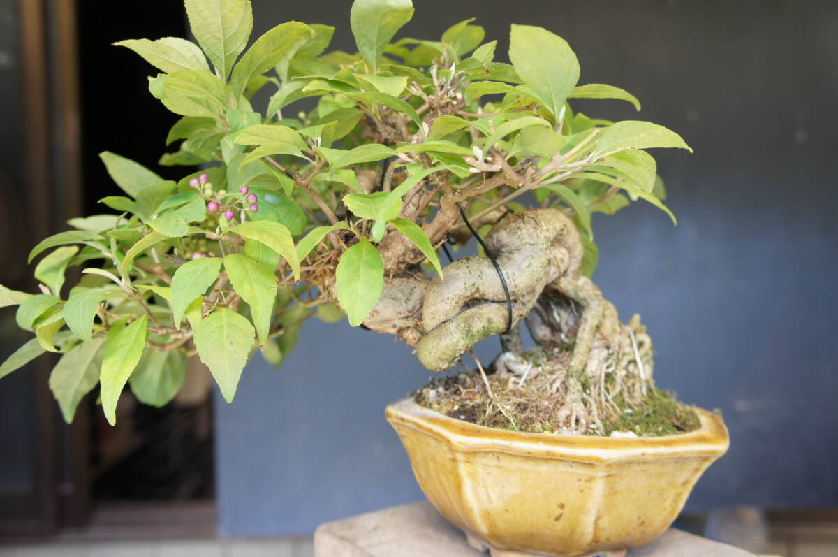 Callicarpa japonica