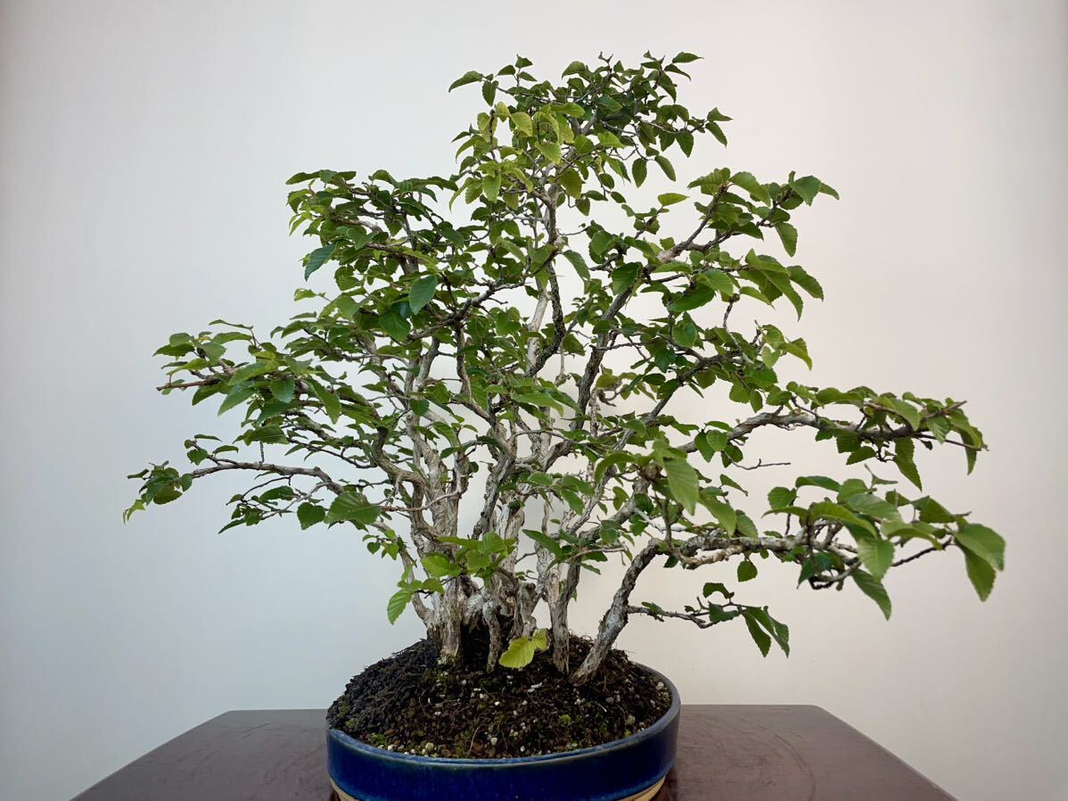 Carpinus turczaninowii