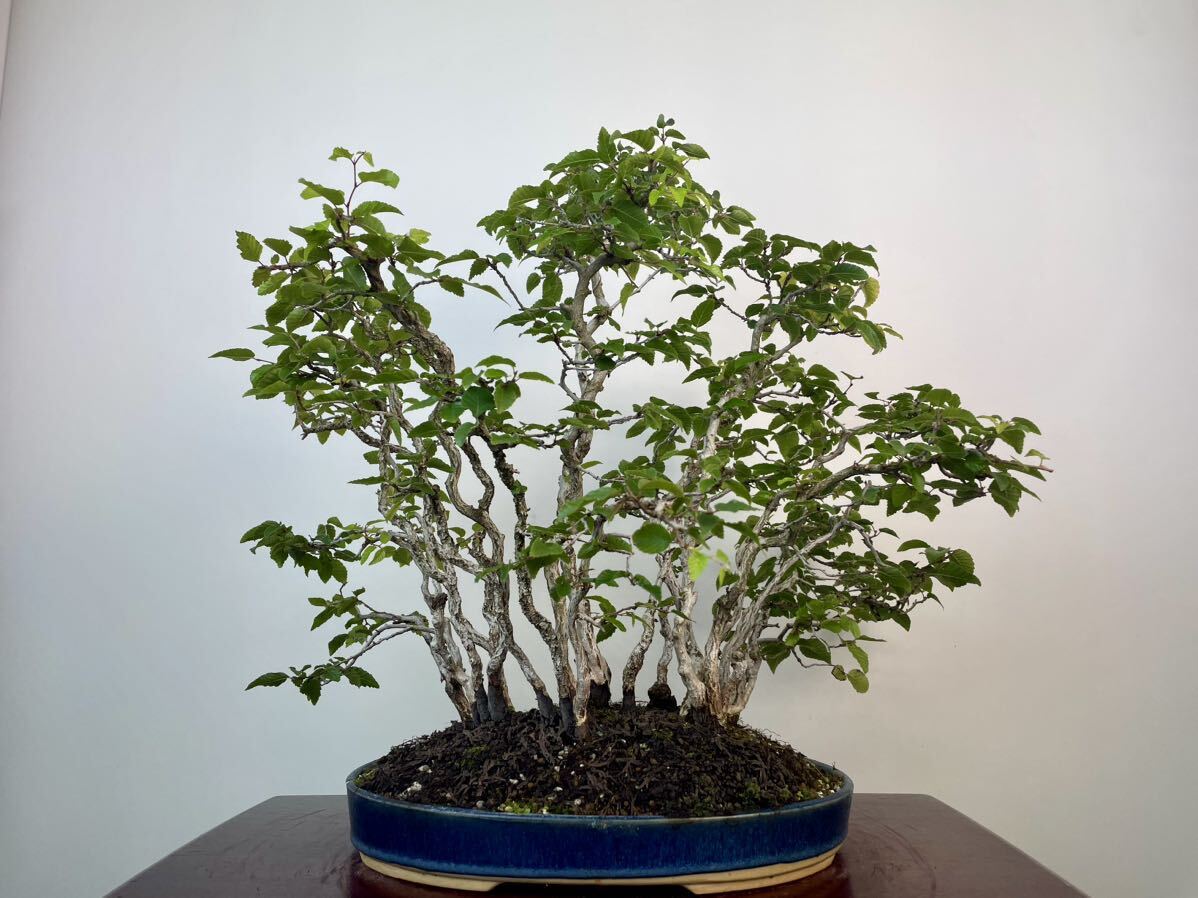 Carpinus turczaninowii