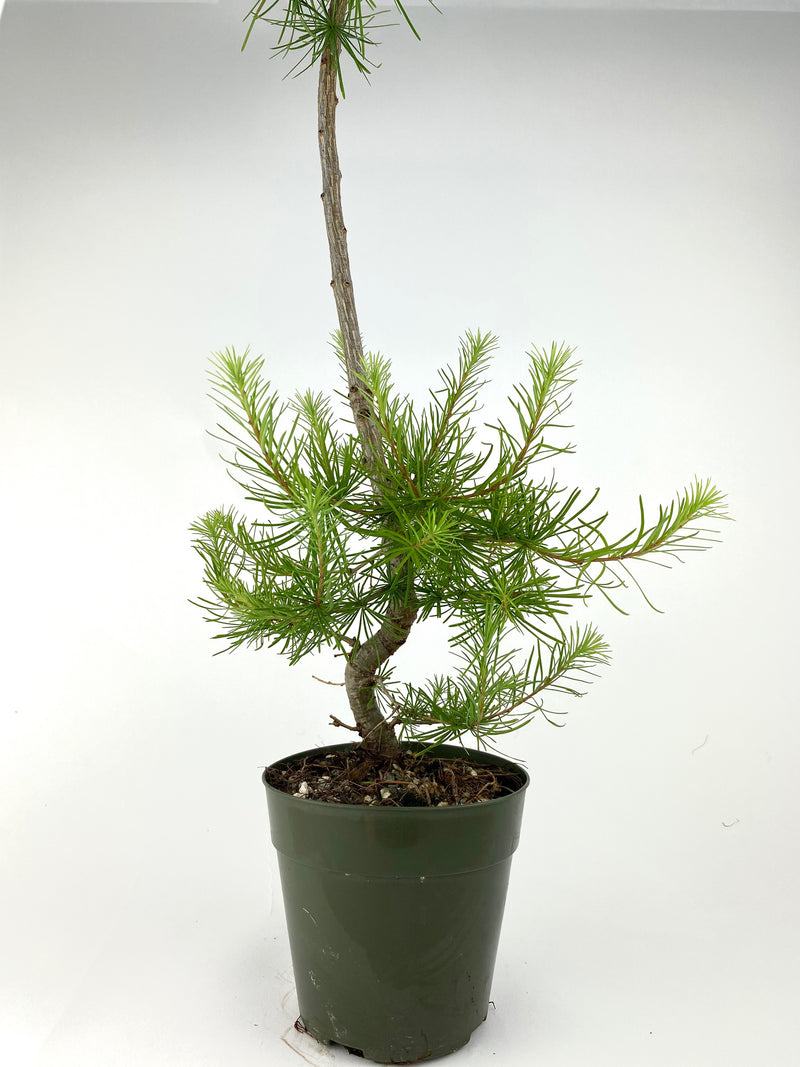 European Larch