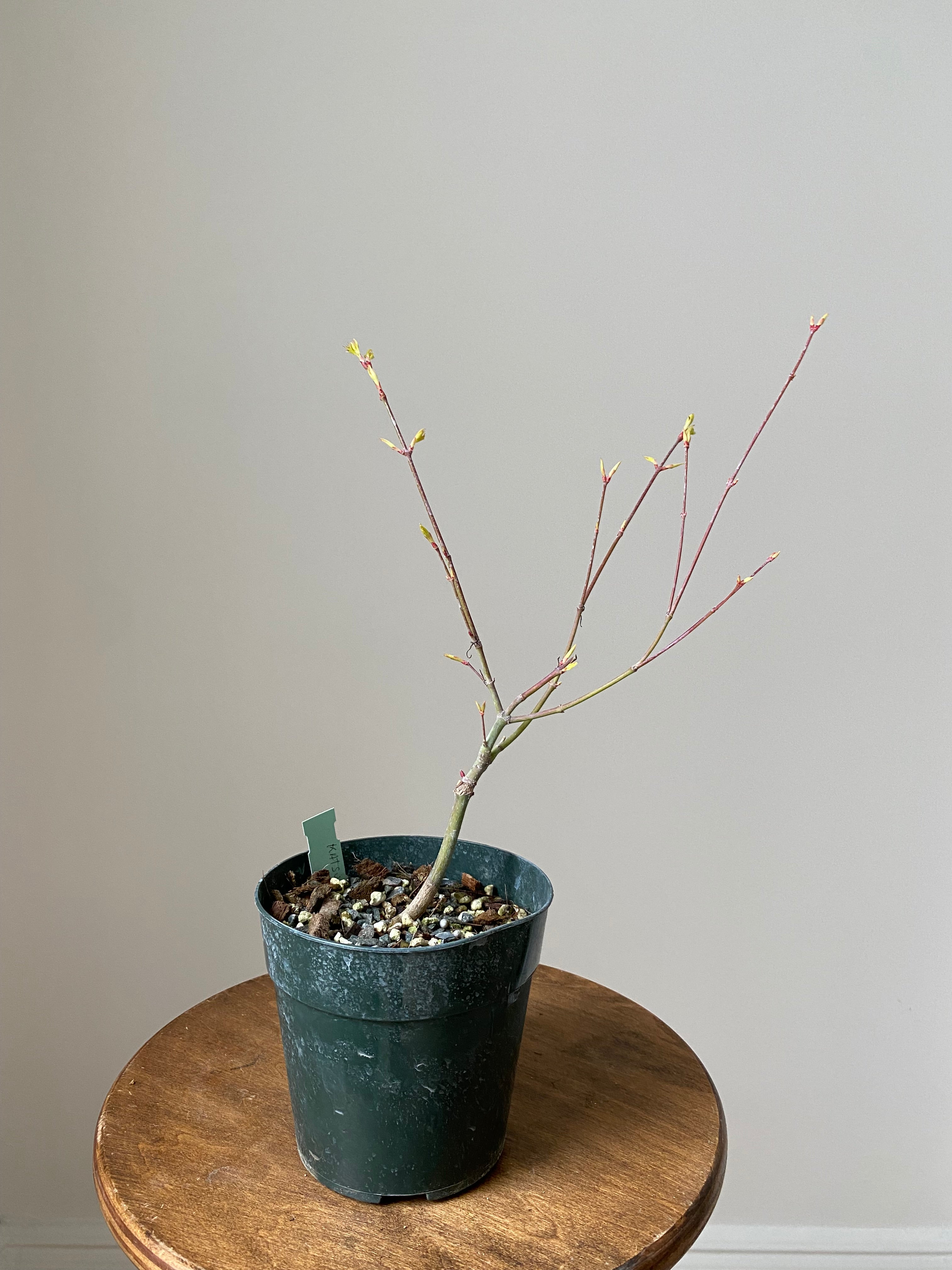 Japanese Maple 'Katsura'