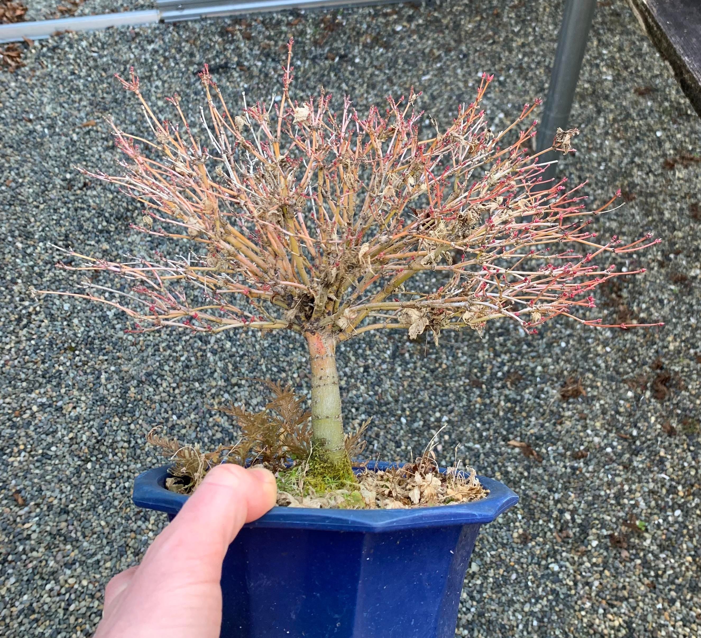 Acer palmatum 'Kiyo Hime'