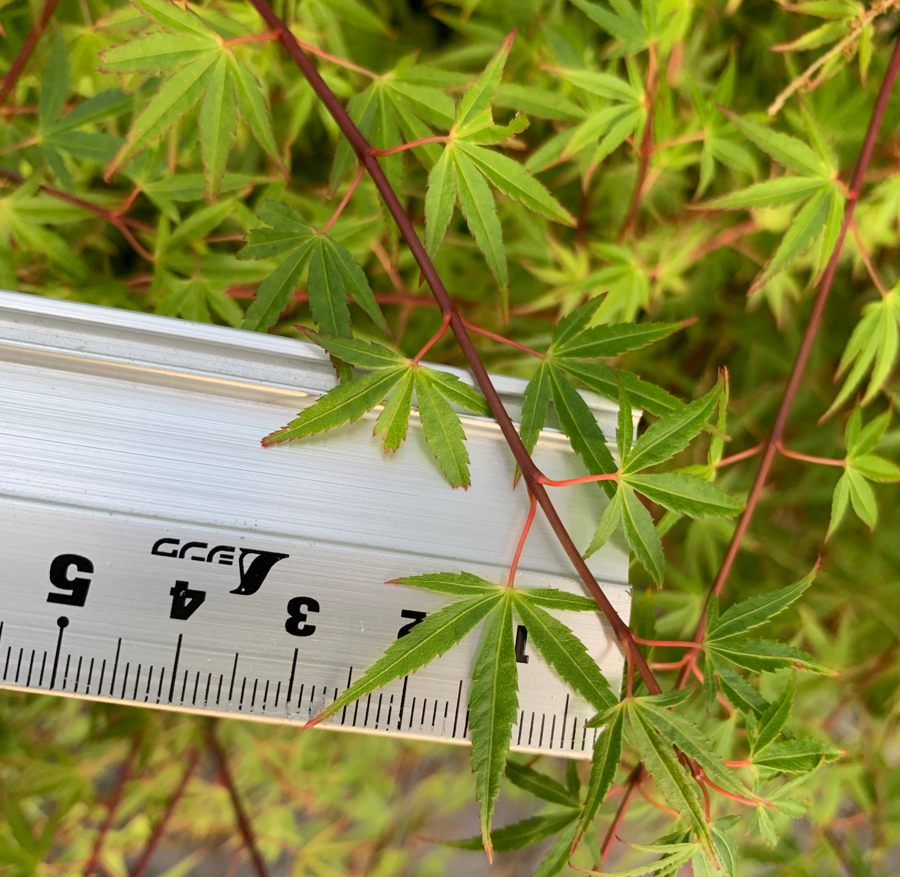 Acer palmatum 'Yuki Hime'