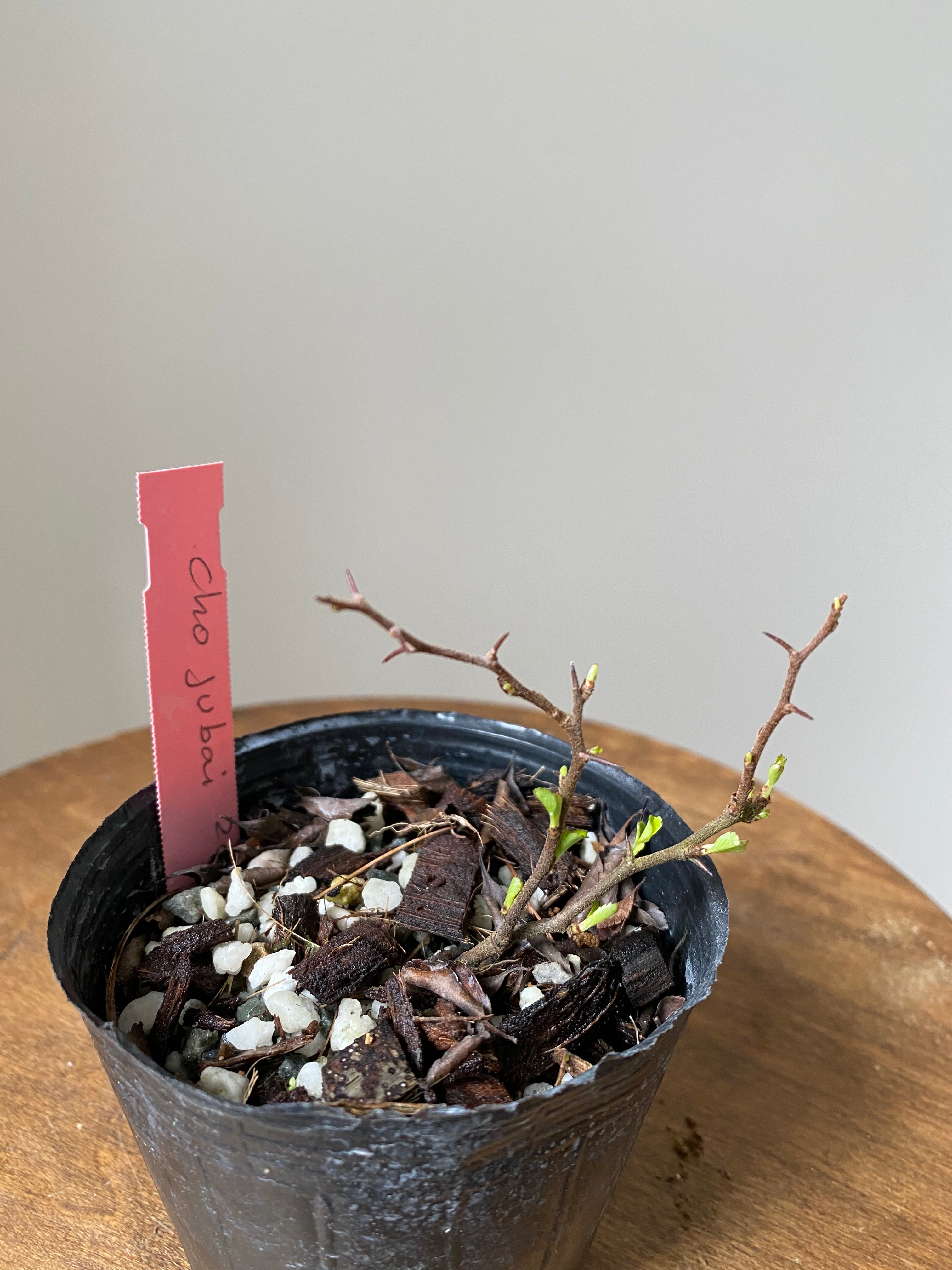 Japanese Quince var. Chojubai (red)