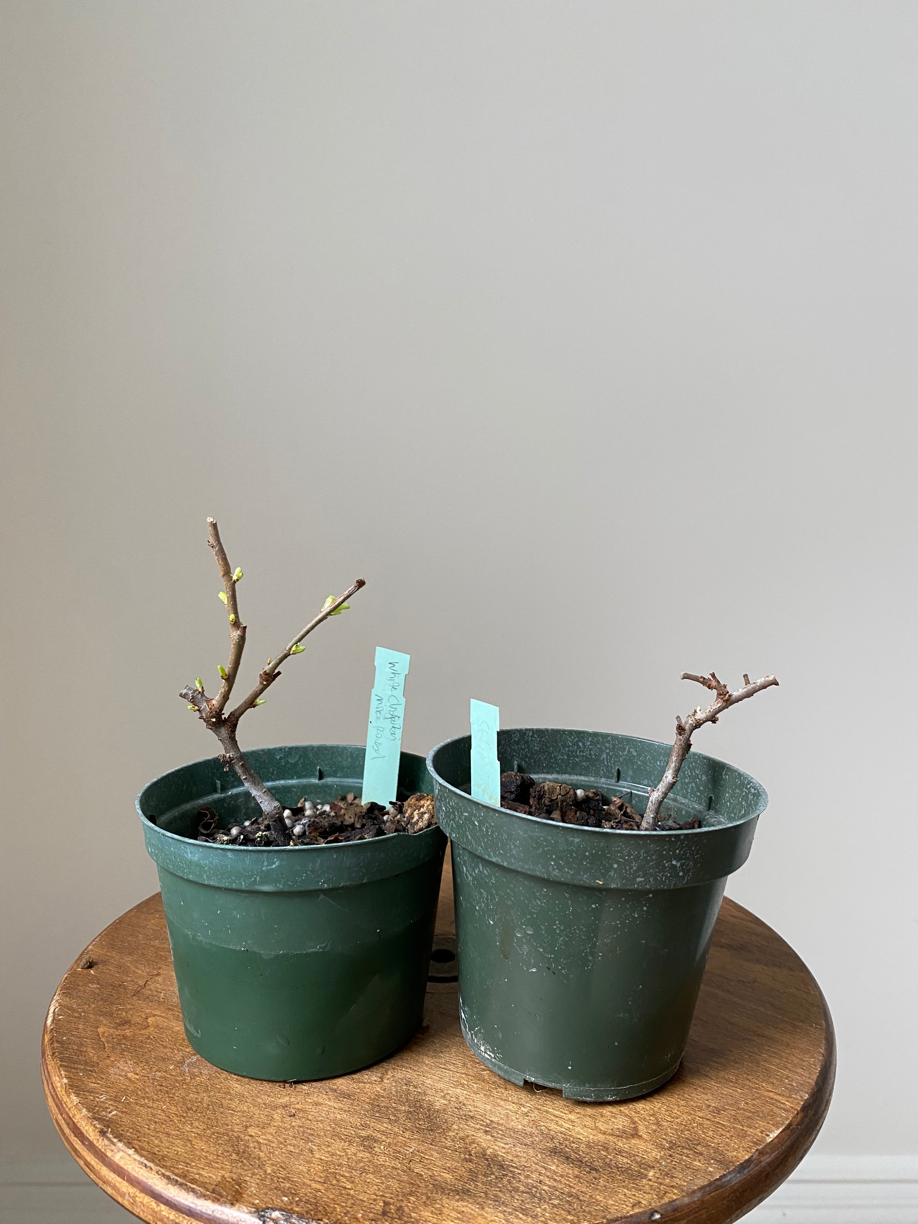 Japanese Quince var. Chojubai (white)