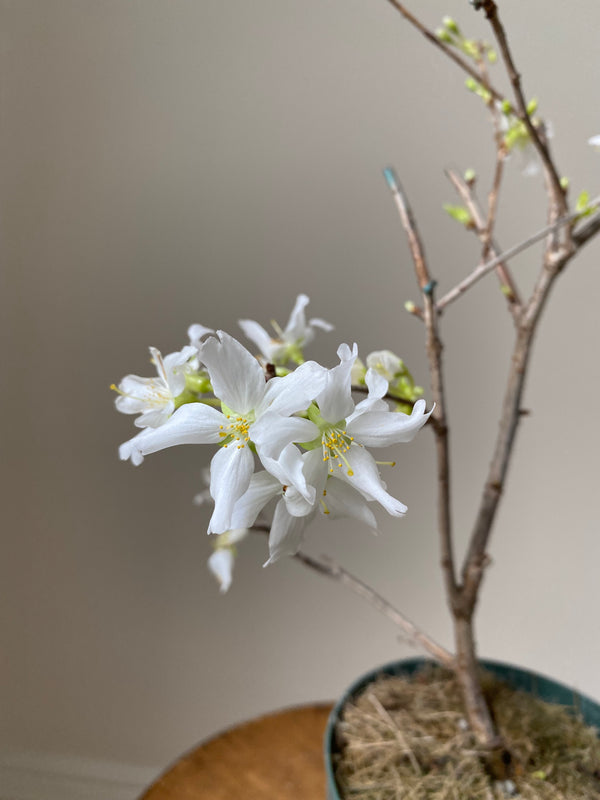 Japanese Cherry