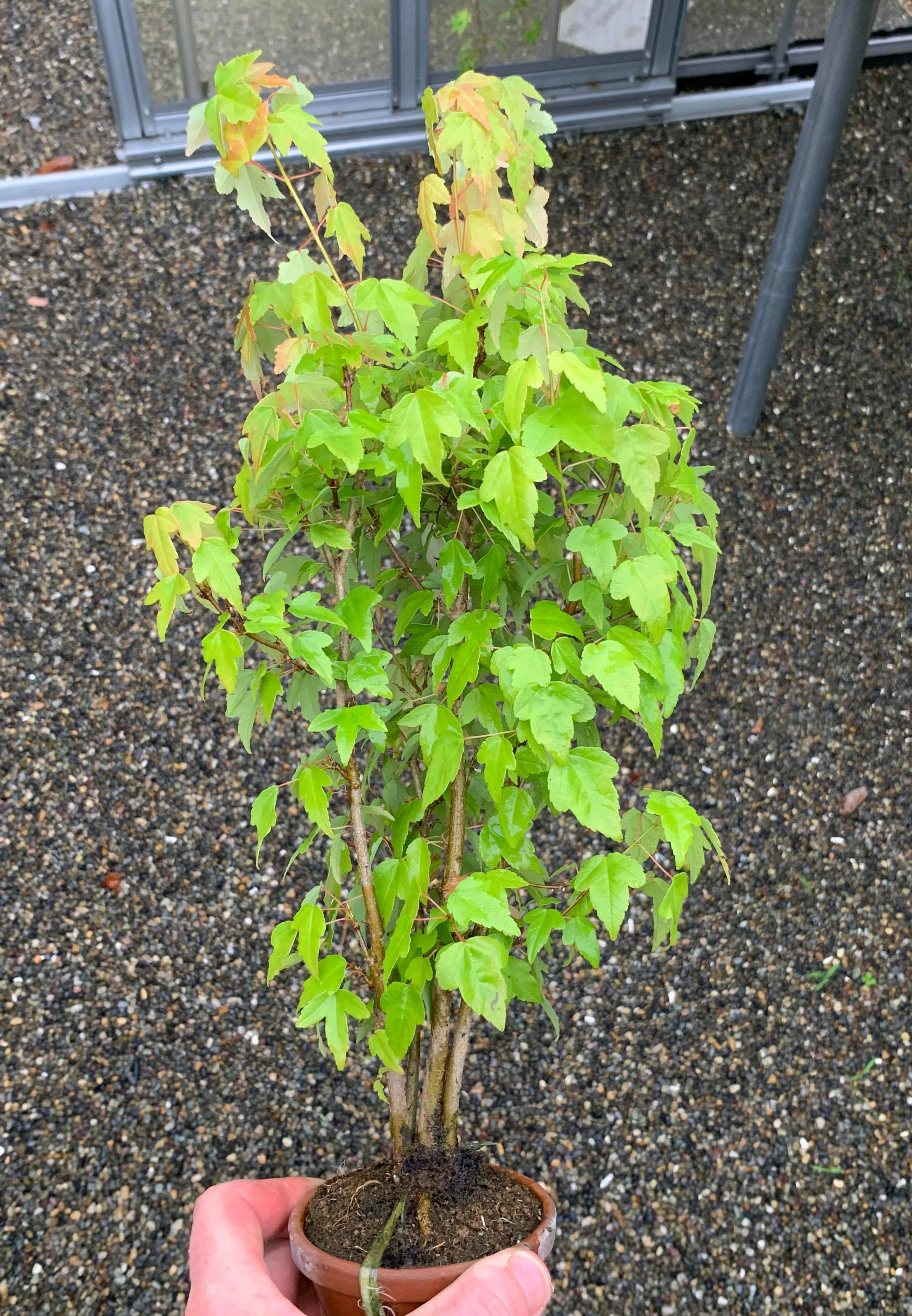 Acer buergerianum Fuyo-En