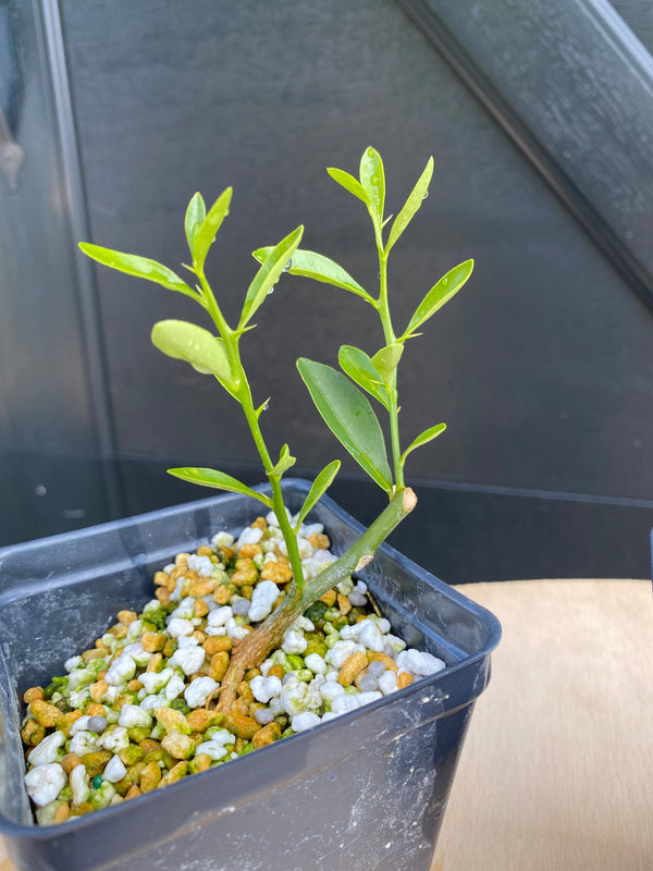 Kumquat (Hong Kong)