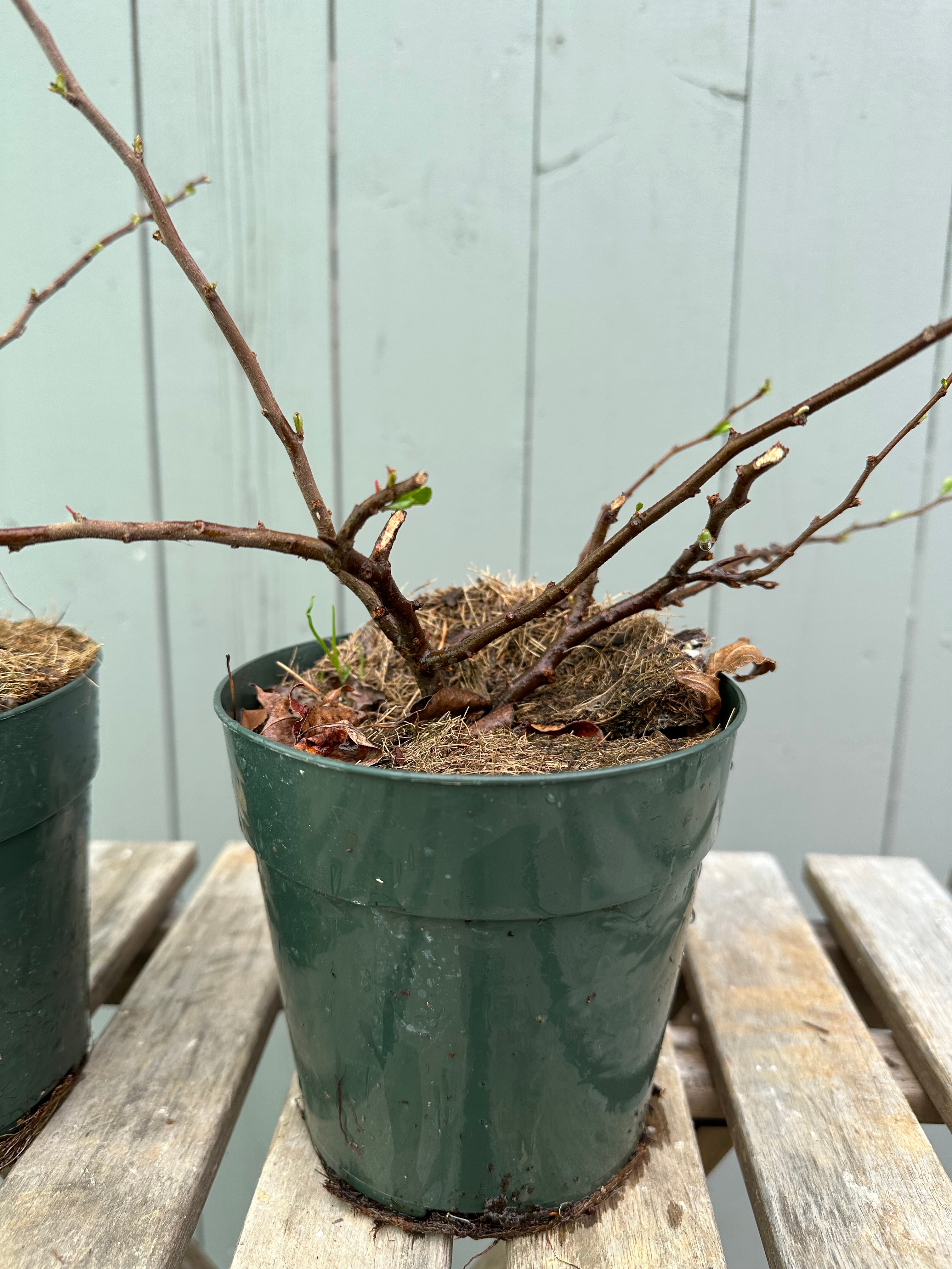 Japanese Quince var. Chojubai (white)