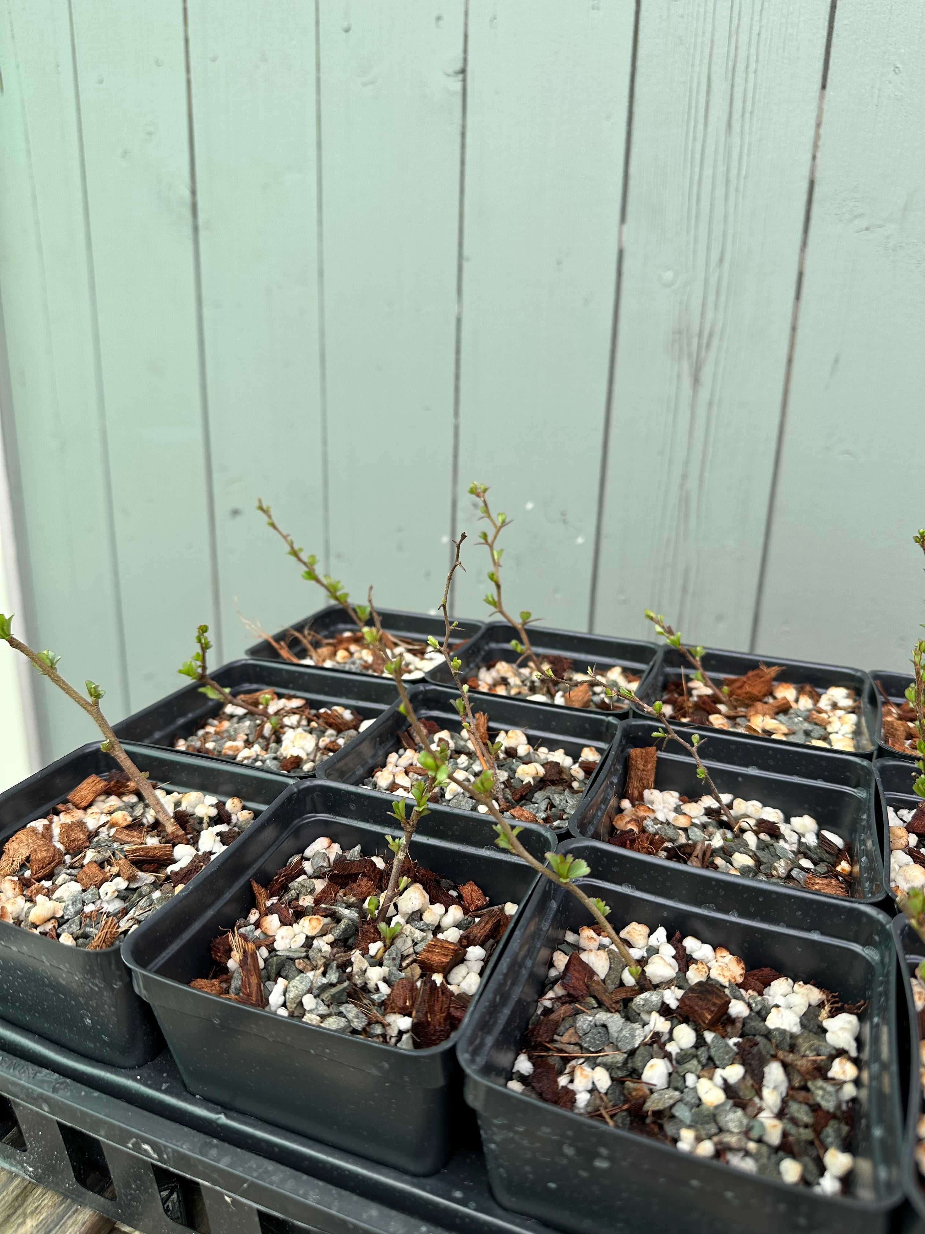 Japanese Quince var. Chojubai (red)