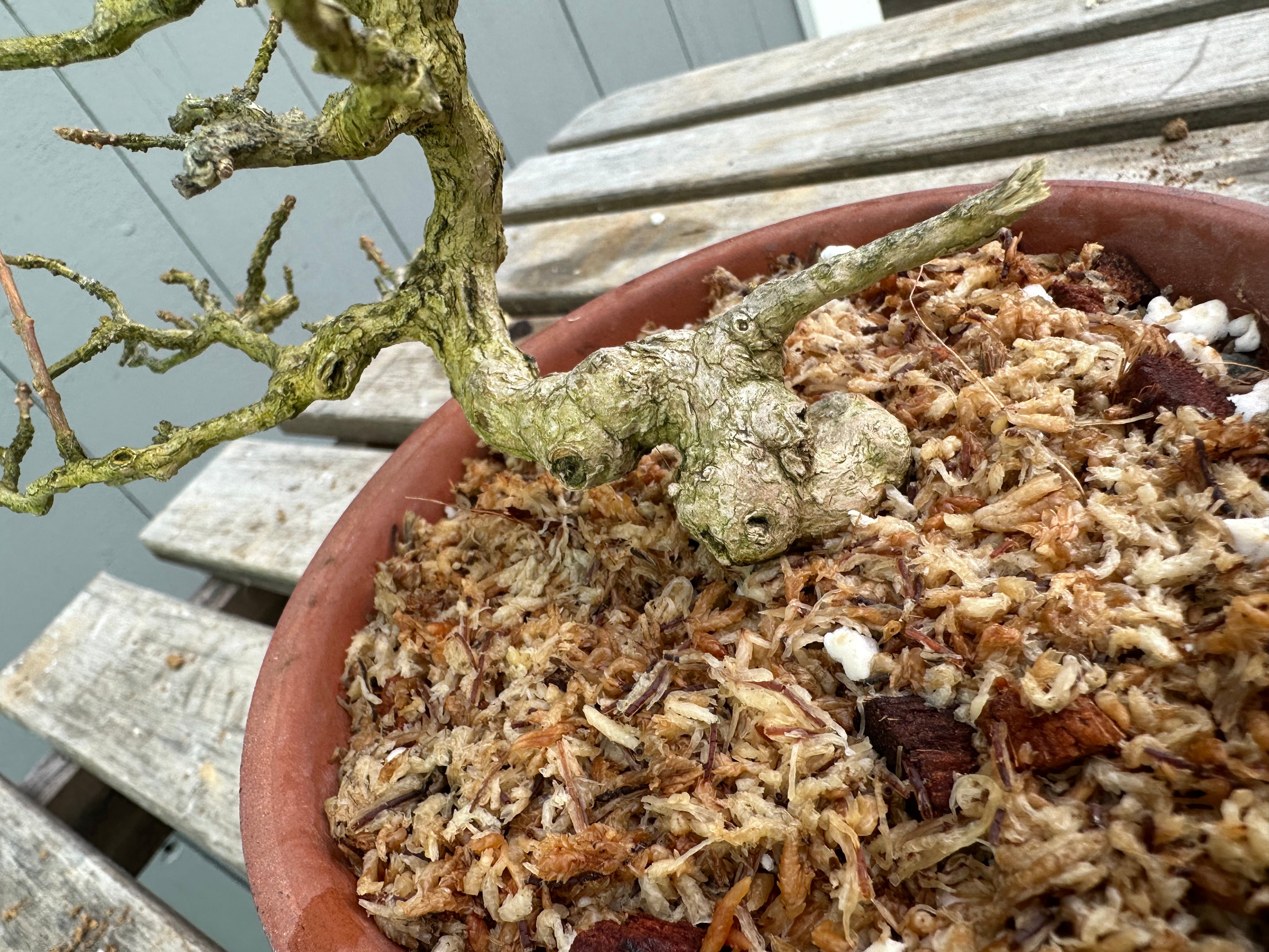 Musk Maple
