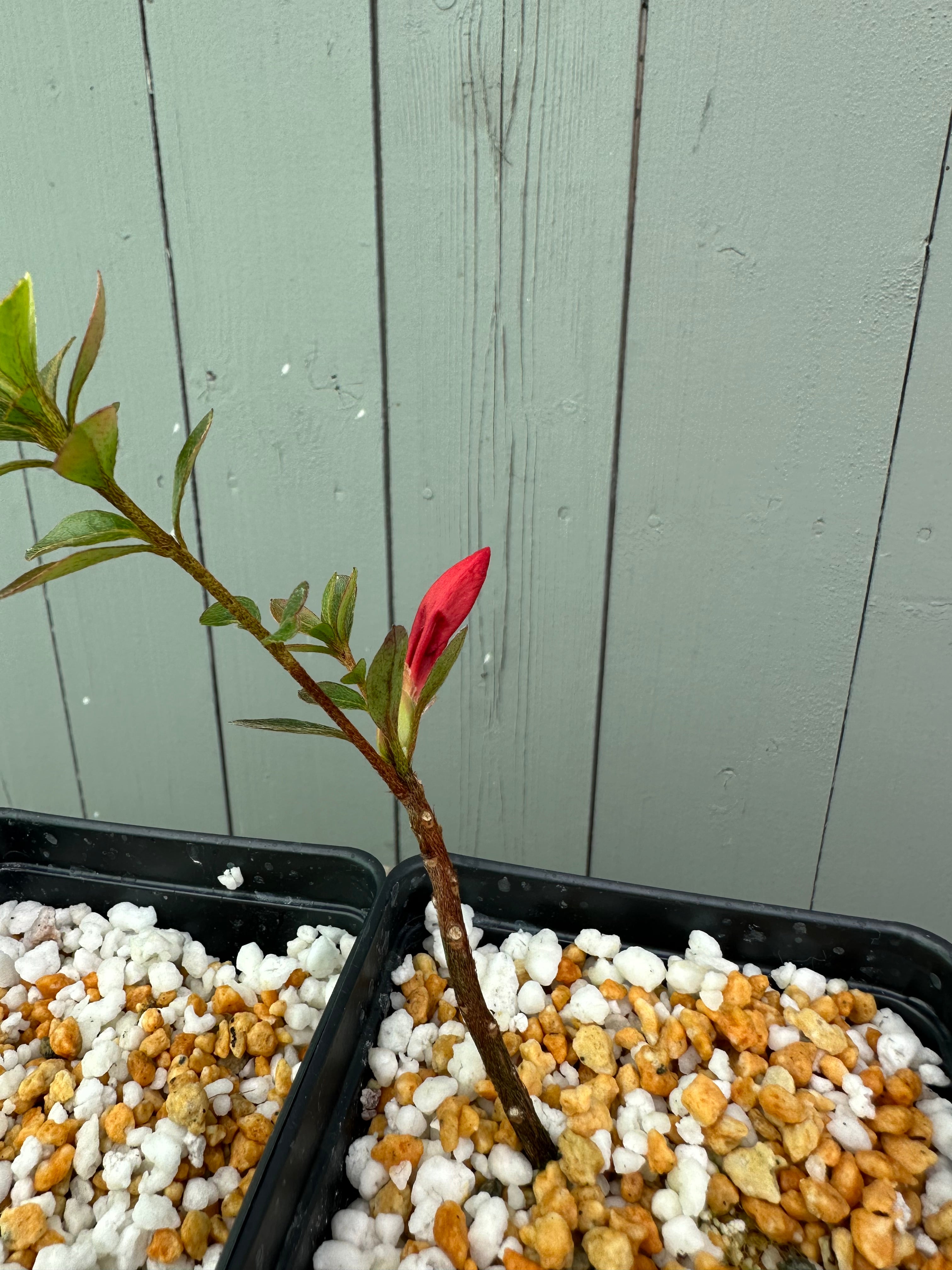 Satsuki Azalea 'Hiodoshi'