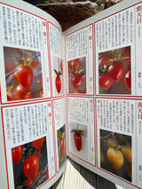 HIME GAKI (Persimmons)