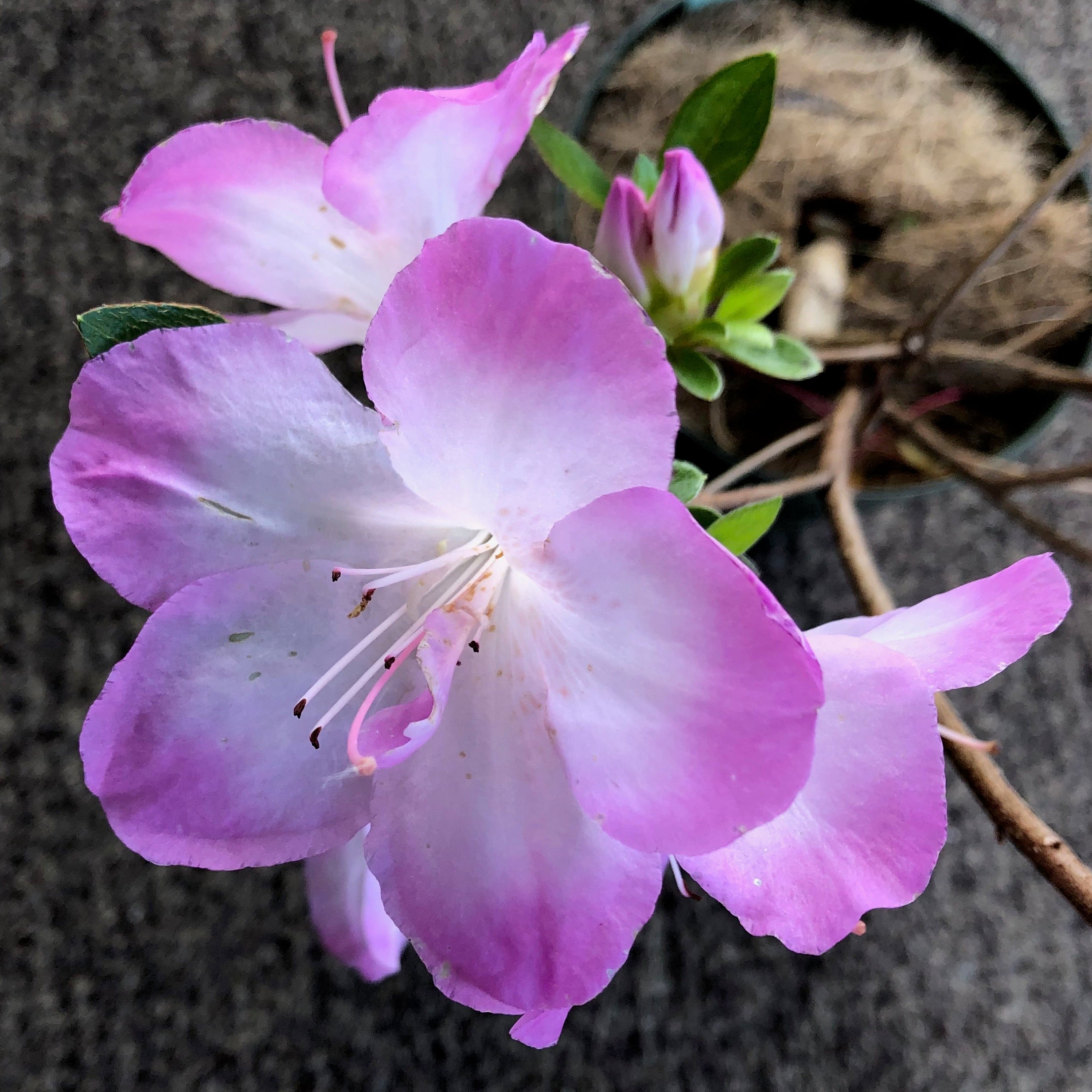 Satsuki Azalea 'Minato'