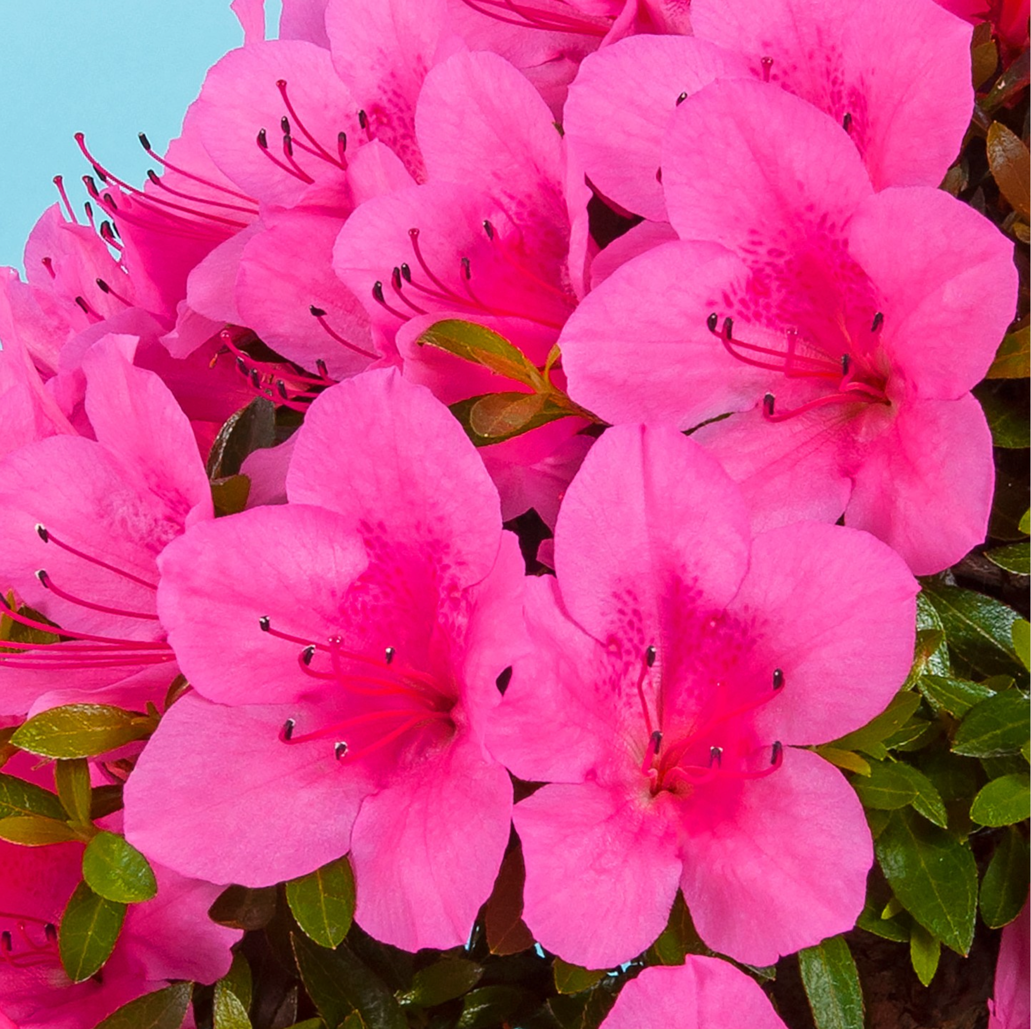 Satsuki Azalea 'Osakazuki'