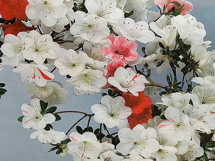 Satsuki Azalea 'Shiroihanakazari'